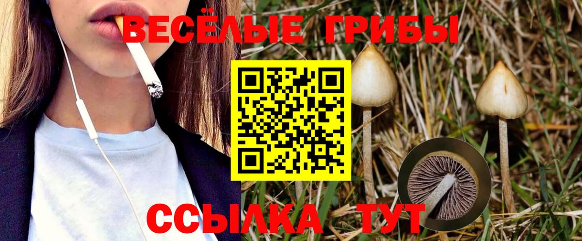 Мурманск  что такое наркотик  Вход с VPN  Галлюциногенные грибы GOLDEN TEACHER  Псилоцибиновые грибы MAGIC MUSHROOMS 